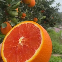 秭归中华红橙