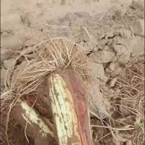 香葱