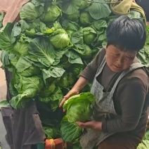 【产地直发】宣甘蓝手感甘蓝价格美丽好看又好吃