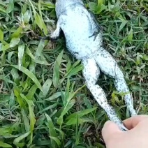 牛蛙