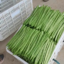 济南市商河县扁青芸豆大量上市，欢迎新老客户咨询订购！