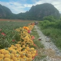 凤梨