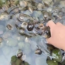 田螺