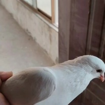 鸽子