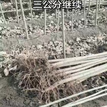 出售107杨树苗