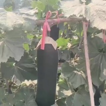 黑文吊冬瓜
