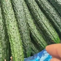产区黄瓜大量上市，支持电商市场全国发货欢迎咨询