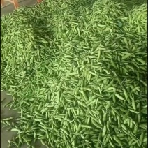 2059云南新鲜蚕豆