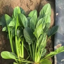 露地菠菜