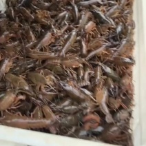 微山湖龙虾养殖基地