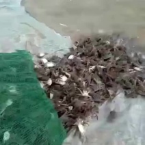 大闸蟹蟹苗