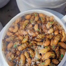 金蝉