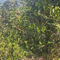 茶叶