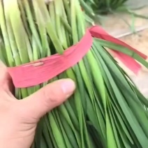 露地韭菜，上市了，