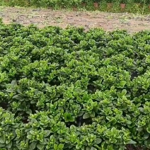 栀子花盆栽230盆盆栽。。。。。。。。。。。