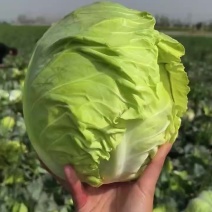 甘蓝