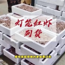 灯笼红虾、一手货源。