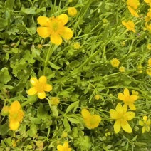 野生猫爪草