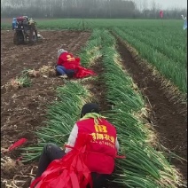 陕西宝鸡凤翔鸿博农场优质钢葱产地直供量大价优欢迎致电
