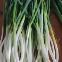 钢葱