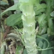 鲜贡菜