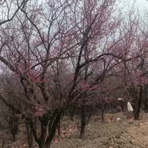 绿化树，山杏