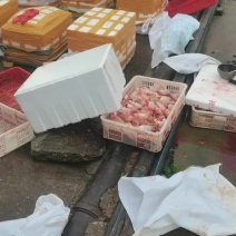 新鲜鲤鱼籽