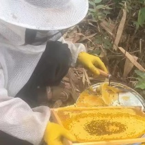 今天摇蜂蜜了