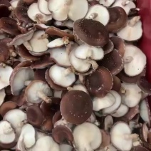 广西河池环江马