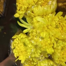 广州菊花全国发货欢迎合作