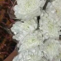 广州菊花全国发货欢迎合作