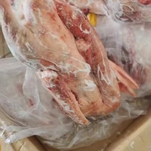 黄河散养大鹅
