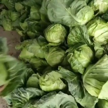 绿甘蓝翠包大量上市