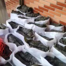 新货正在打包中数量有限️️️有需要的新