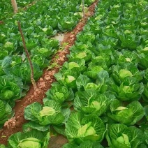 甘蓝，莲花白，包菜