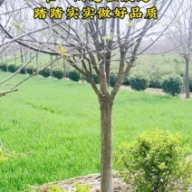 紫丁香8公分