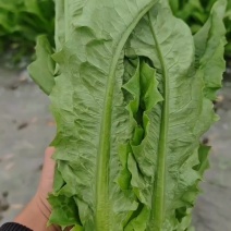 油麦菜
