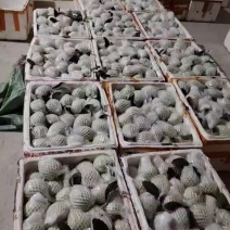 广西番石榴，白心芭乐，红心番石榴