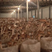 自家种植基地，精品小帽，价格实惠，欢迎订购