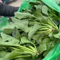 精品本地菠菜