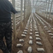 羊肚菌鲜菇