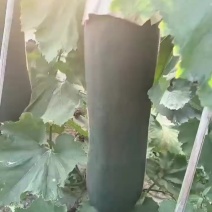 黑皮吊冬瓜