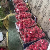 老味柿子，普罗旺斯水果西红柿