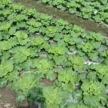火花麻叶菜
