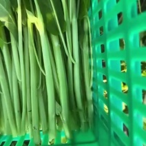 广东中山白杆空心菜