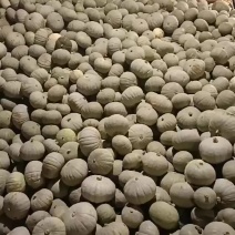 银栗南瓜