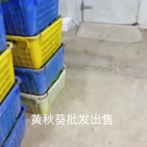 黄秋葵