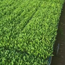 青杭椒苗，红杭椒苗！量大从优/诚信经营，合作共赢