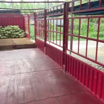 海南青椰子