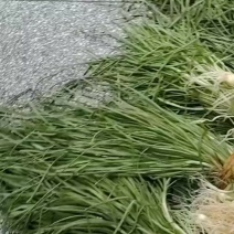 野葱